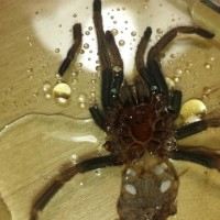 GBB need molt sexing please.