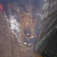 P.Murinus L5 is it male or female?