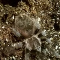 Lampropelma sp?