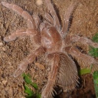 P. muticus