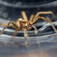 Nursery Web Spider 'Pisaura Mirabilis'