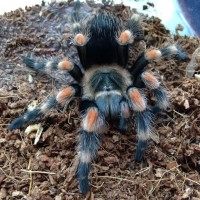 Finally molted!