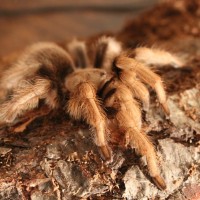 A. chalcodes, July 2015