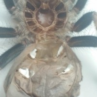 B. smithi exuviae