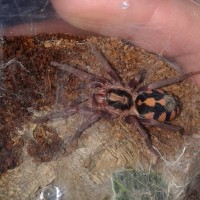 Hapalopus sp. Colombia large