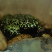 Fire belly toad