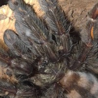 P. irminia up close