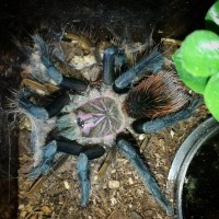 Freshly molted Xenethsis immanis