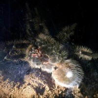 Brachypelma albopilosum (age ~20 months)