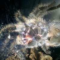 Brachypelma albopilosum (age ~20 months)