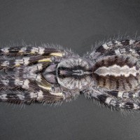 Poecilotheria regalis (Top view)