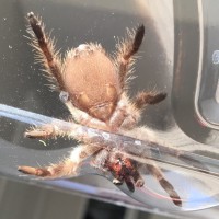 Aphonopelma chalcodes 2" Male or Female