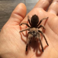 Aphonopelma chalcodes