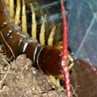 Scolopendra Deehanni  (A)