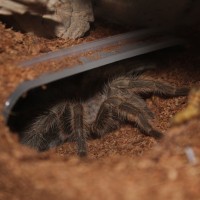 Grammostola sp. north (F) April 4 2017