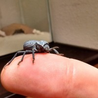 Blue Death Feigning Beetle