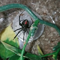 Latrodectus Hesperus