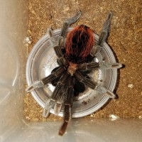 Male B.vagans Drinking