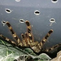 Poecilotheria vittata