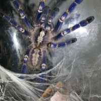 1.0.0 P.metallica fresh after molt