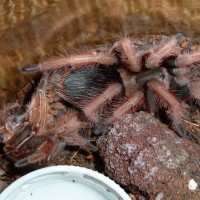 2.25 Inch  B. Klaasi; Molt Date 4-7-17