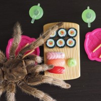 Spider's Sushi Supper