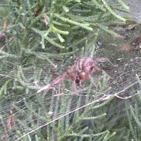 Spider ID?