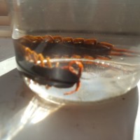 Preserving Scolopendra Subspinipes in 70% rubbing alcohol
