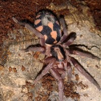 Hapalopus sp. Colombia large