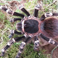 A. geniculata, AF