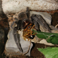 L. parahybana feasting :D