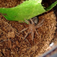 G. pulchripes