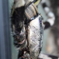 Poecilotheria regalis