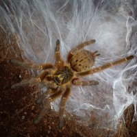 P. murinus