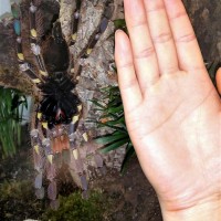 Poecilotheria rufilata