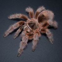 Grammostola sp. maule