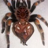 B. Smithi female ?