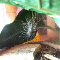 House Centipede consuming shed