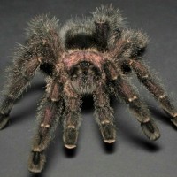 Avicularia purpurea