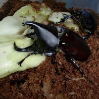 Xyloptrupes Gideon Philippinensis