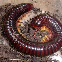 Philippines Millipedes