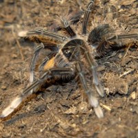 Theraphosa apophysis