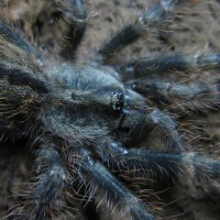 Poecilotheria striata