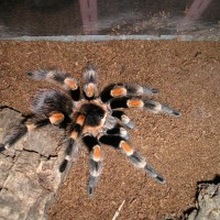 B. Smithi