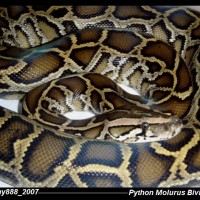 Python MoLurus Bivittatus