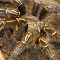 Aphonopelma seemanni