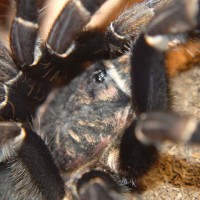 Aphonopelma seemanni