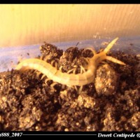Desert Centipede (Qatar)