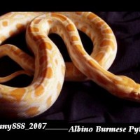 Python MoLurus Bivittatus