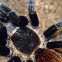 Brachypelma vagans